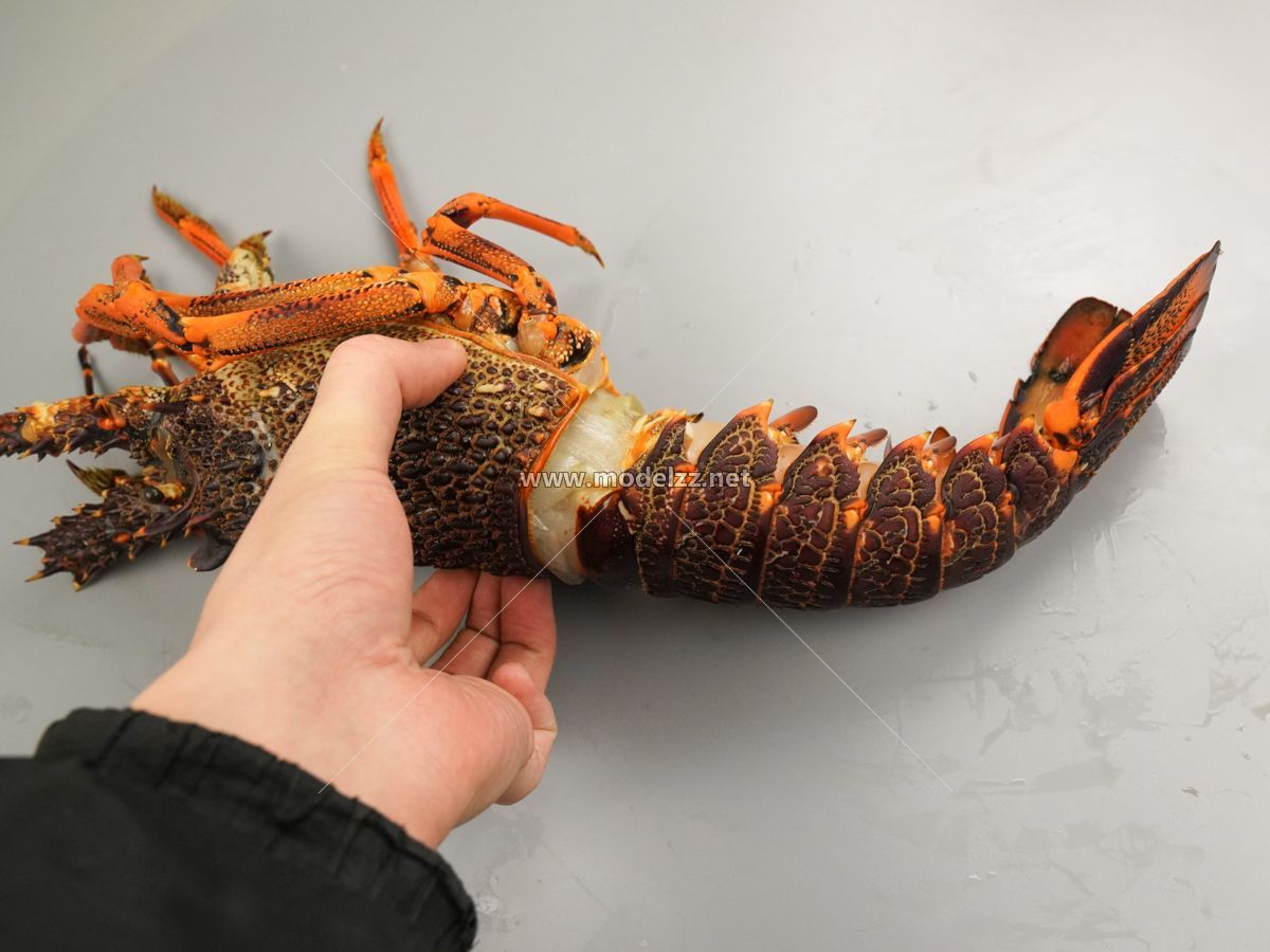 Lobster Seafood Animal Simulation Food Model 