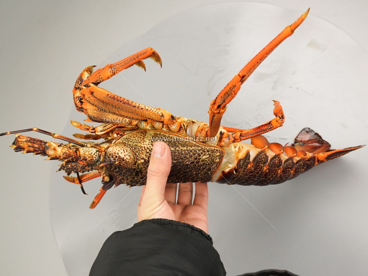 Lobster Seafood Animal Simulation Food Model 