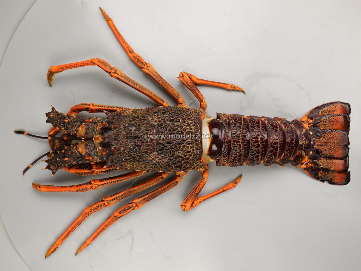 Lobster Seafood Animal Simulation Food Model 
