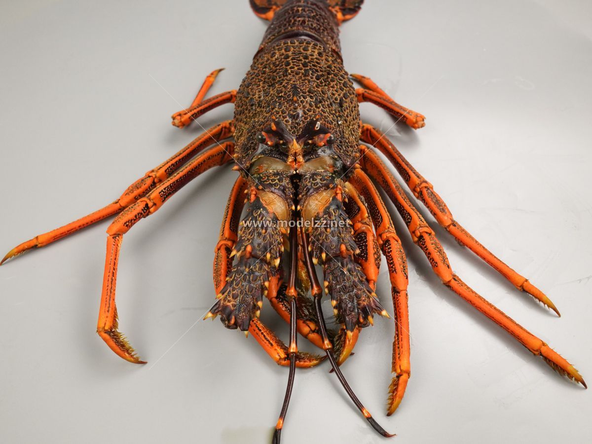 Lobster Seafood Animal Simulation Food Model 