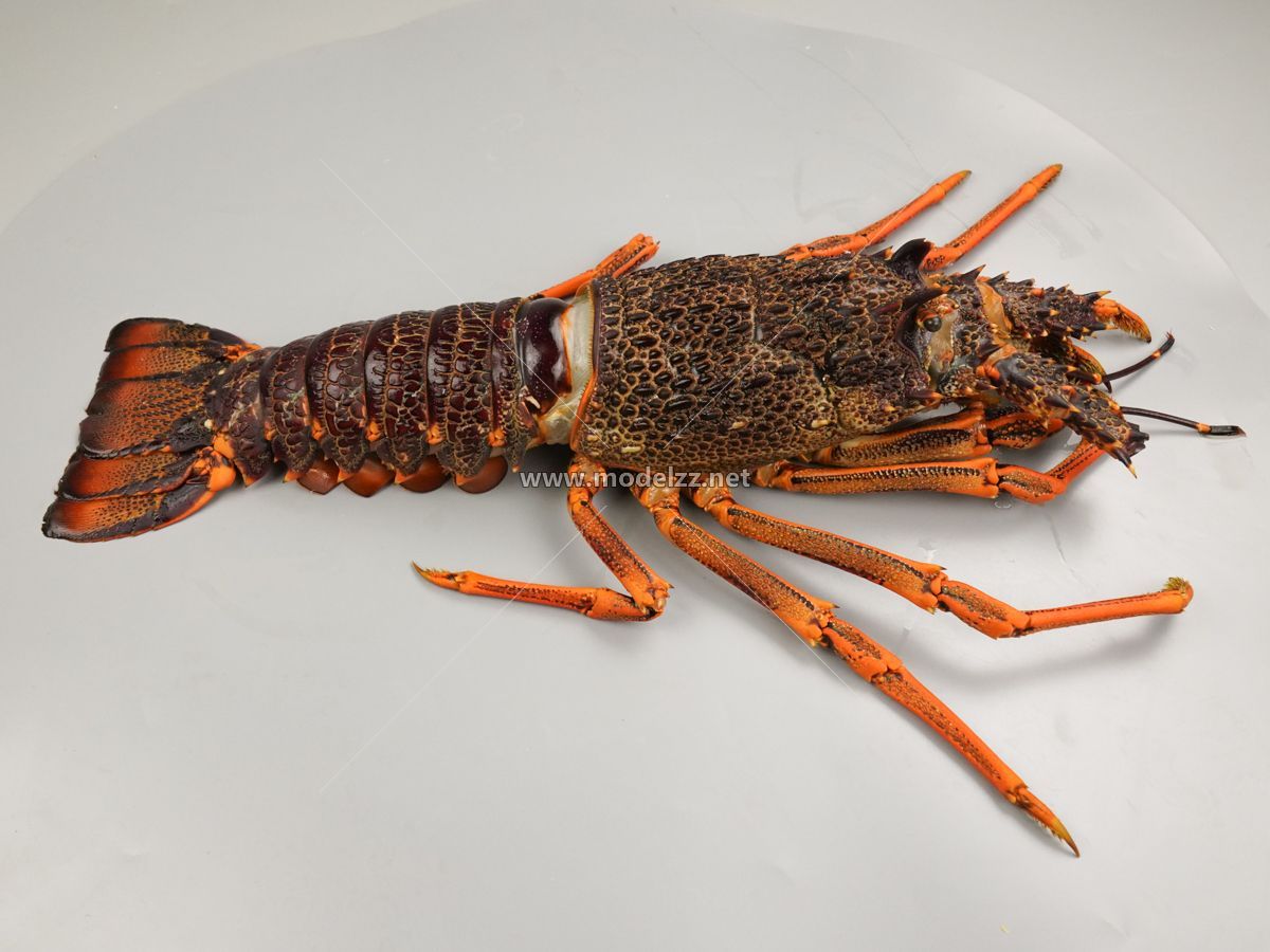 Lobster Seafood Animal Simulation Food Model 