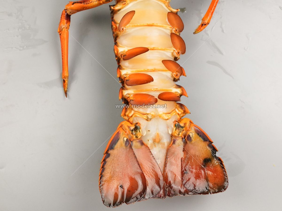 Lobster Seafood Animal Simulation Food Model 