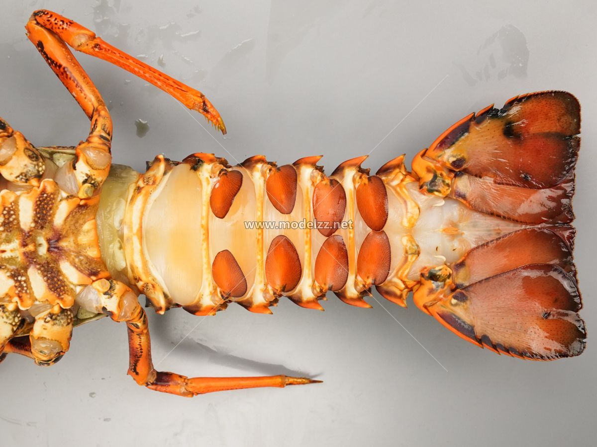 Lobster Seafood Animal Simulation Food Model 