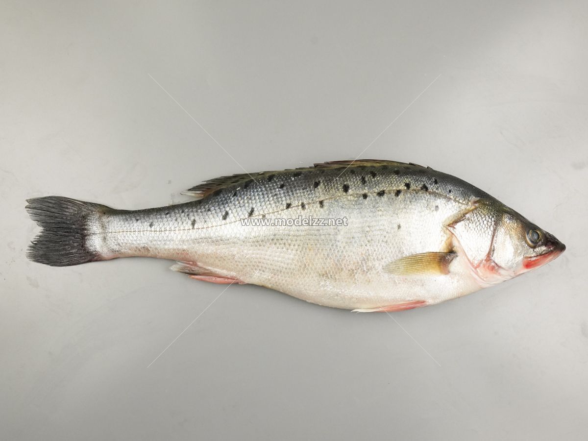 Vivid Bass Simulation Food Model 