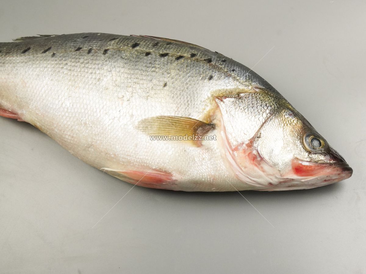 Vivid Bass Simulation Food Model 