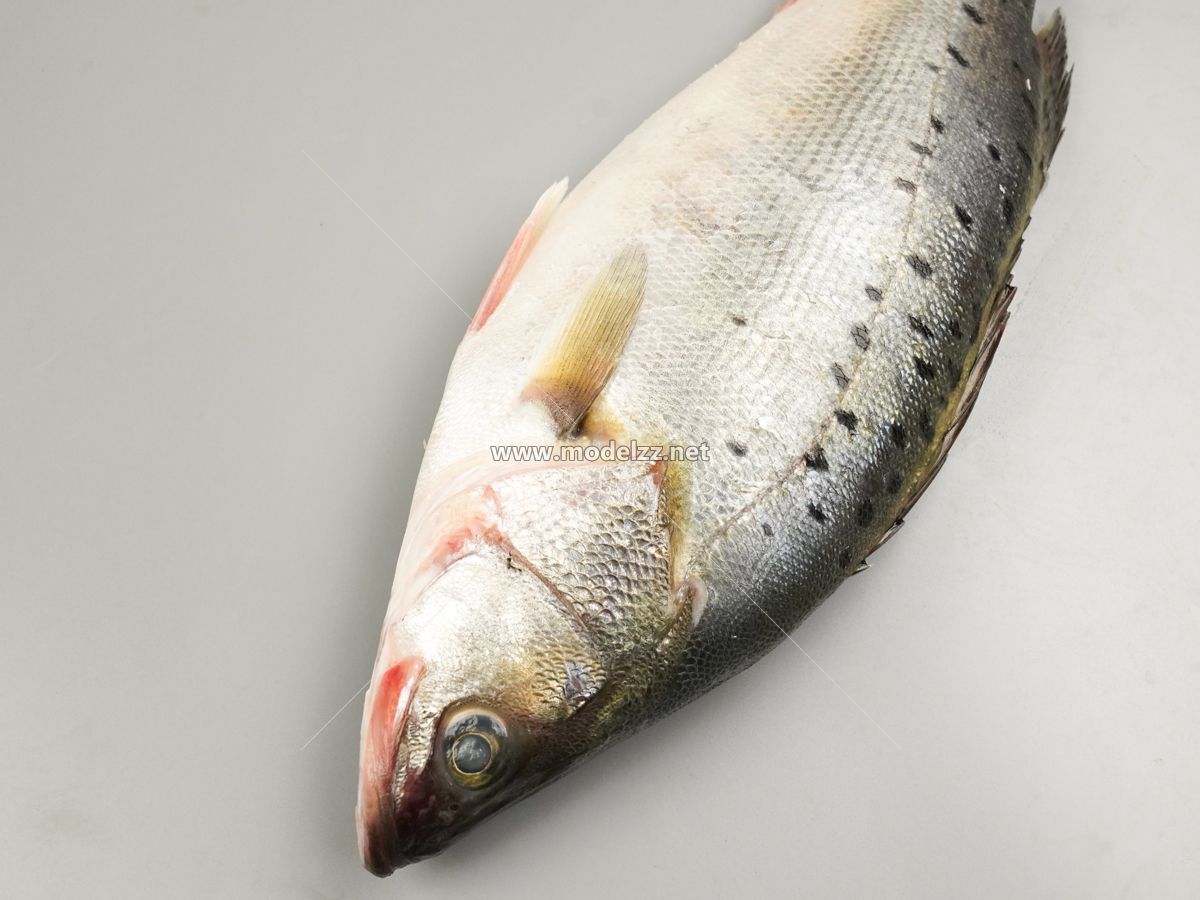 Vivid Bass Simulation Food Model 