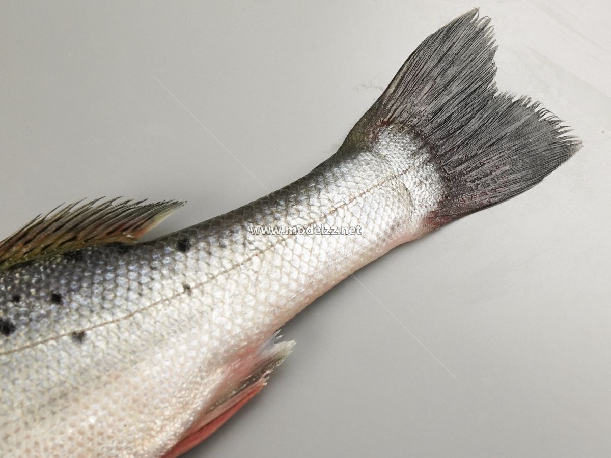 Vivid Bass Simulation Food Model 