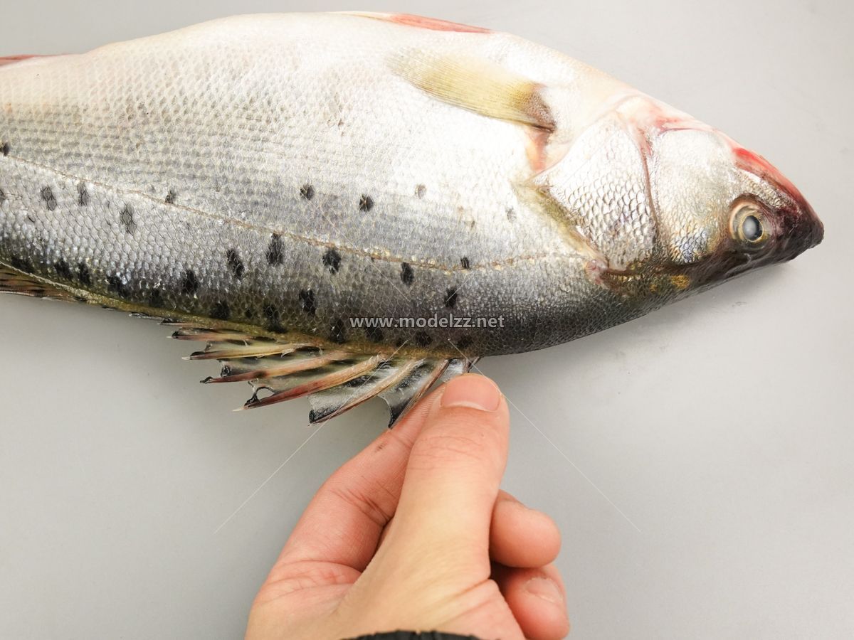 Vivid Bass Simulation Food Model 