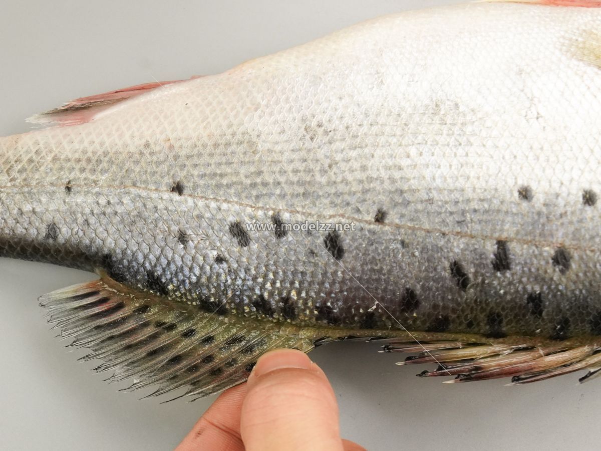 Vivid Bass Simulation Food Model 