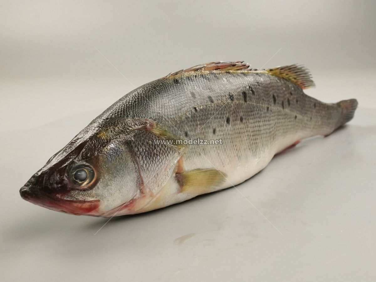 Vivid Bass Simulation Food Model 