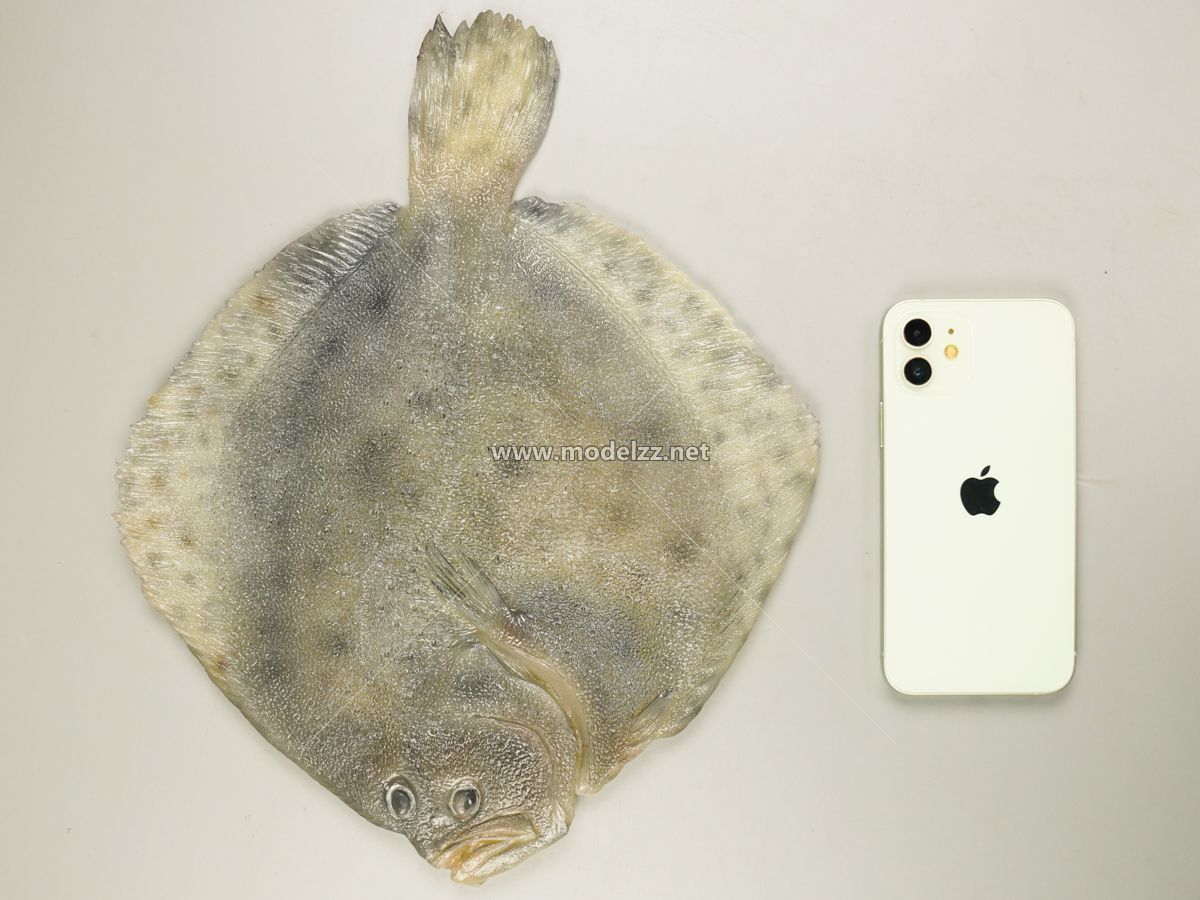 Turbot Seafood Resin Art Animal Sculpture