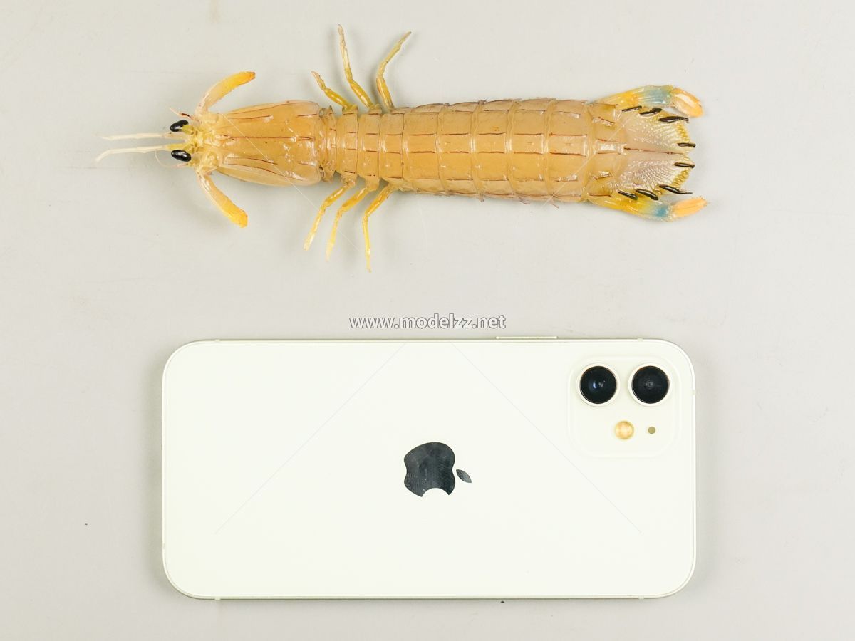 Mantis Shrimp Plastic Food Models