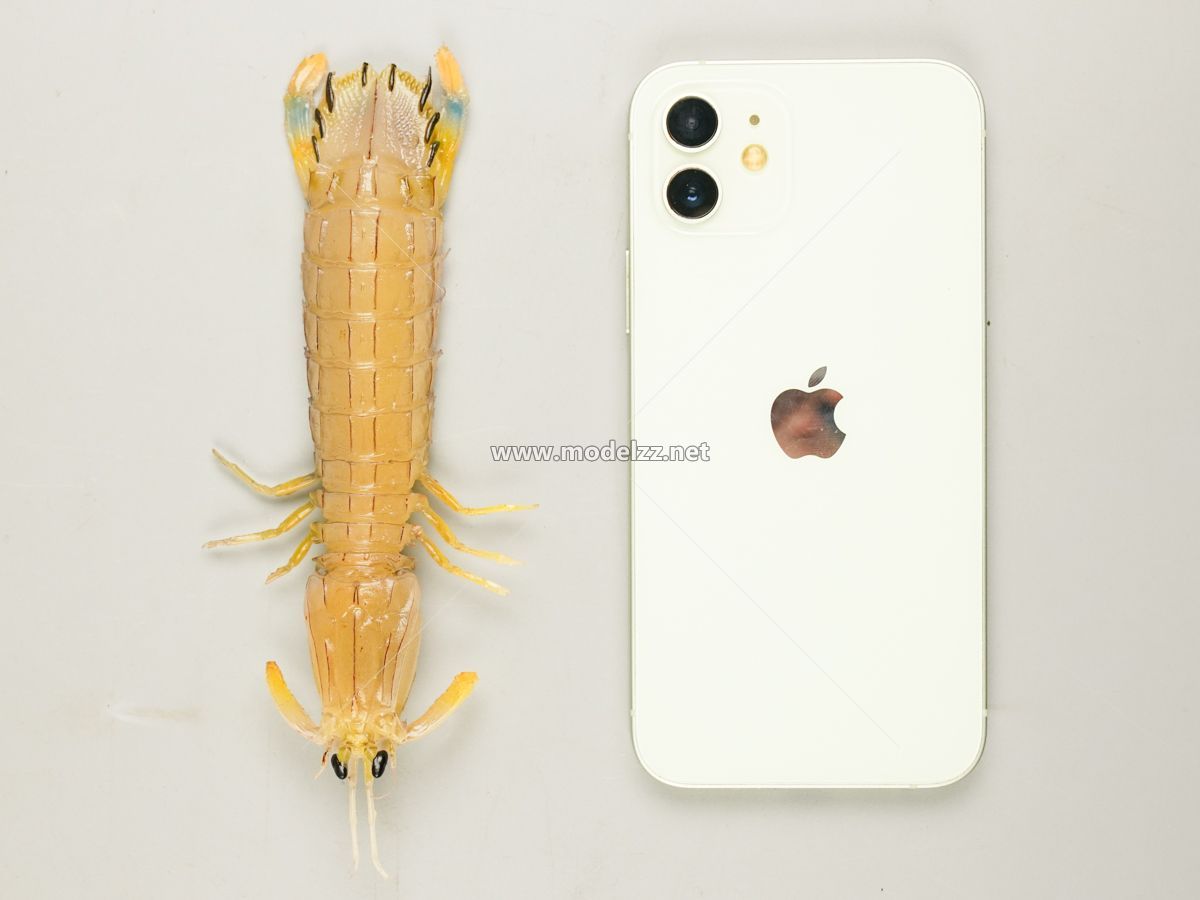 Mantis Shrimp Plastic Food Models