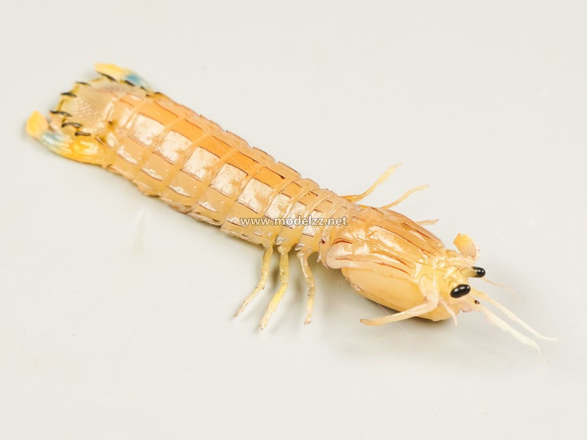 Mantis Shrimp Plastic Food Models