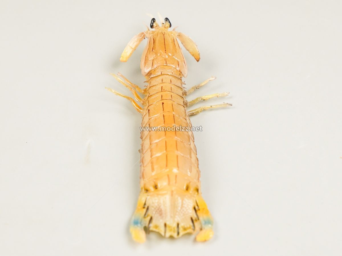 Mantis Shrimp Plastic Food Models