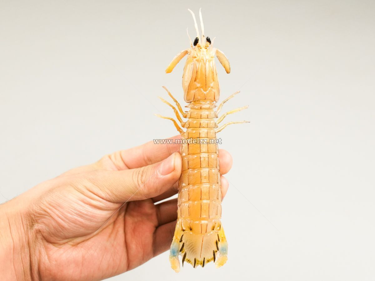 Mantis Shrimp Plastic Food Models