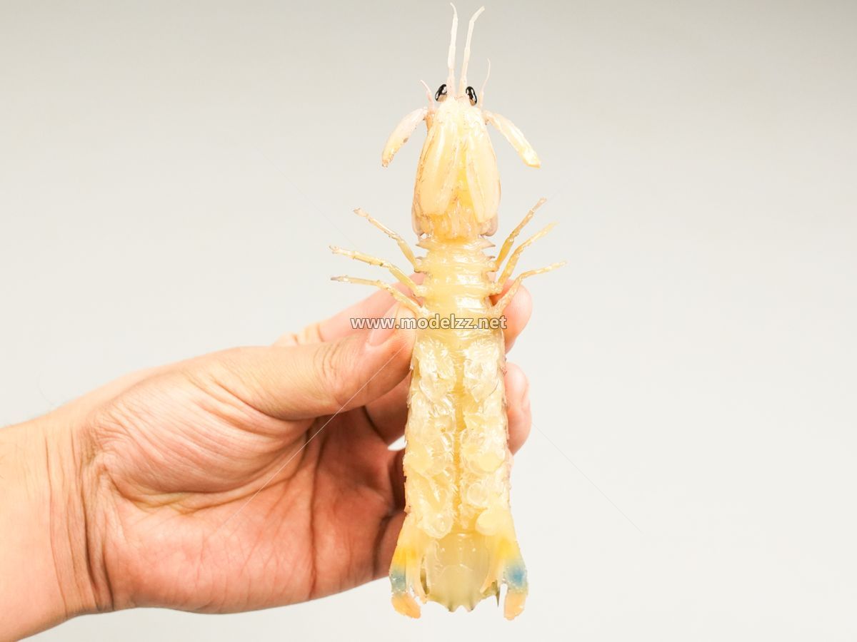 Mantis Shrimp Plastic Food Models