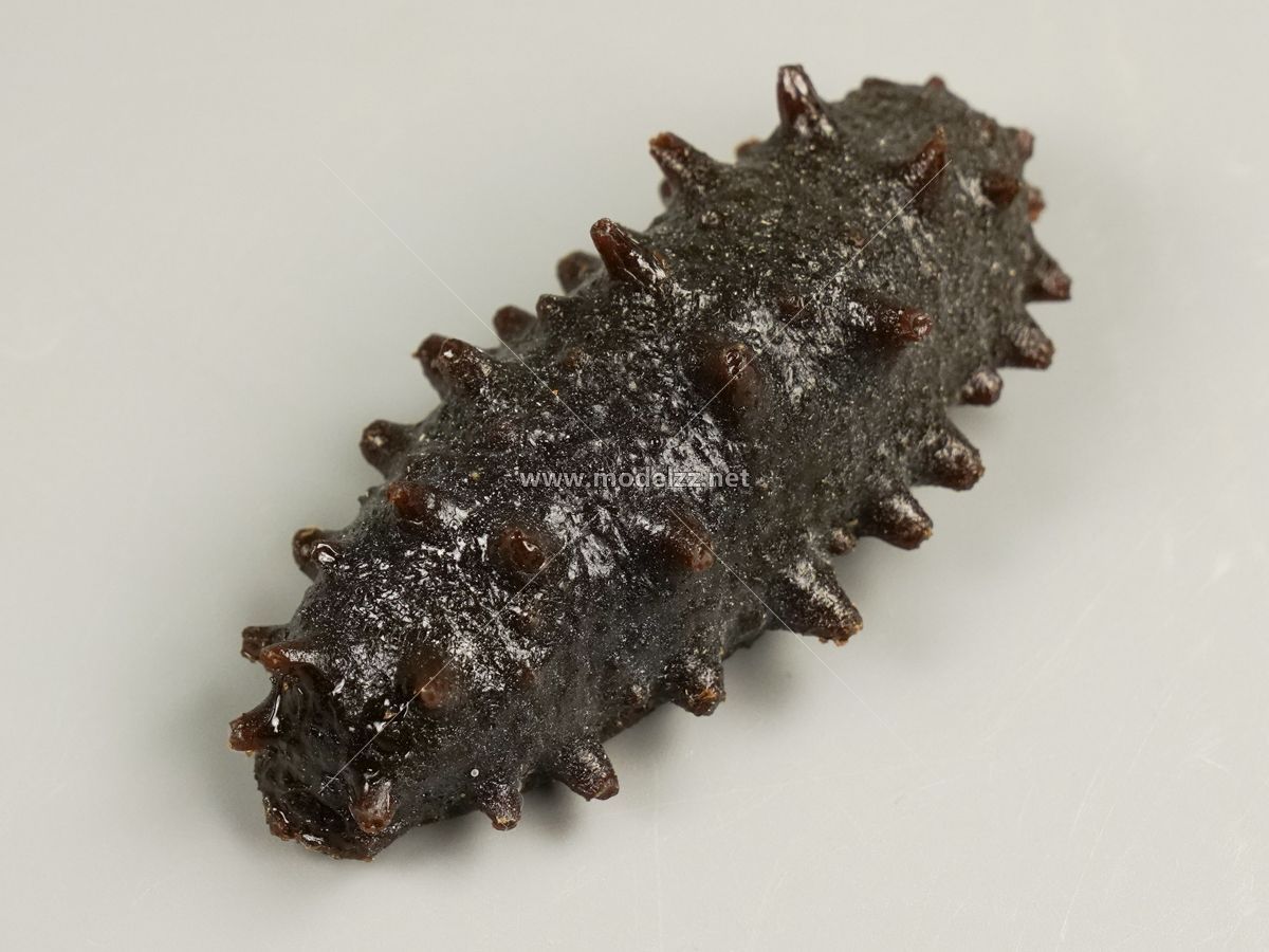 Trepang Simulation Food Model