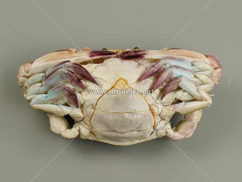 Crab Animal Sculpture Resin Art