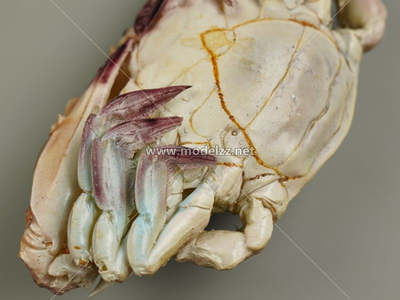 Crab Animal Sculpture Resin Art