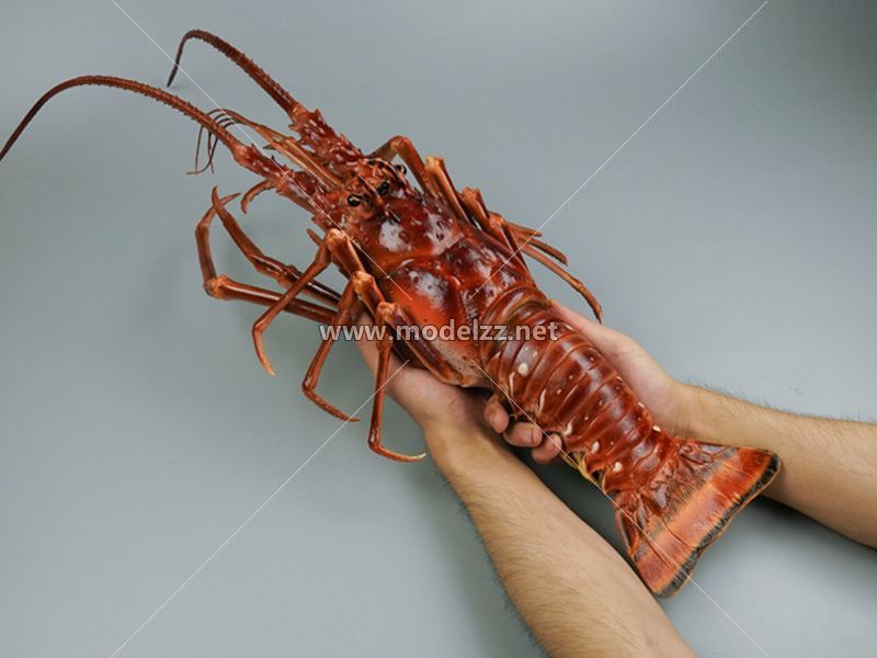 Boston Lobster Simulation Food Model 