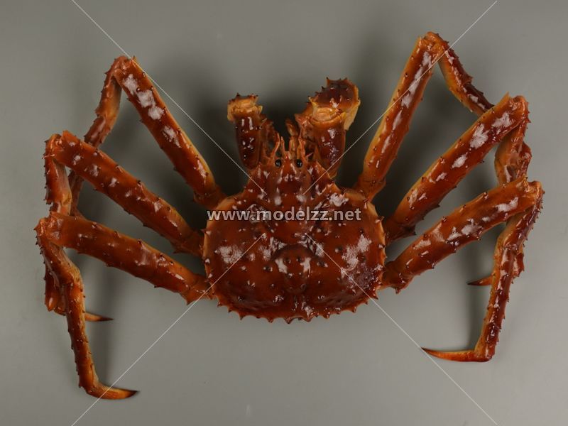 Big Crab Plastic Food Models