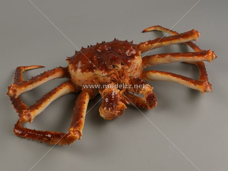 Big Crab Plastic Food Models