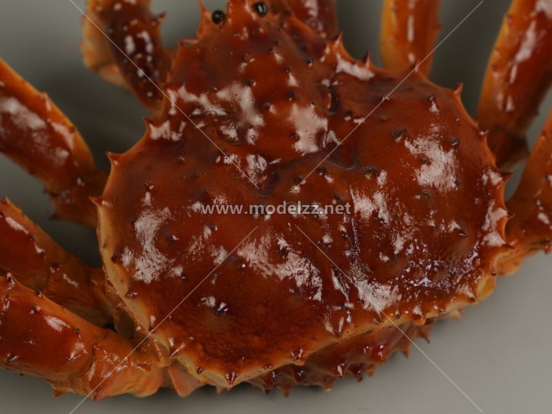 Big Crab Plastic Food Models