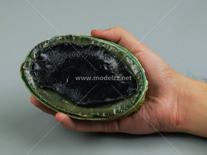 Abalone Plastic Food Models