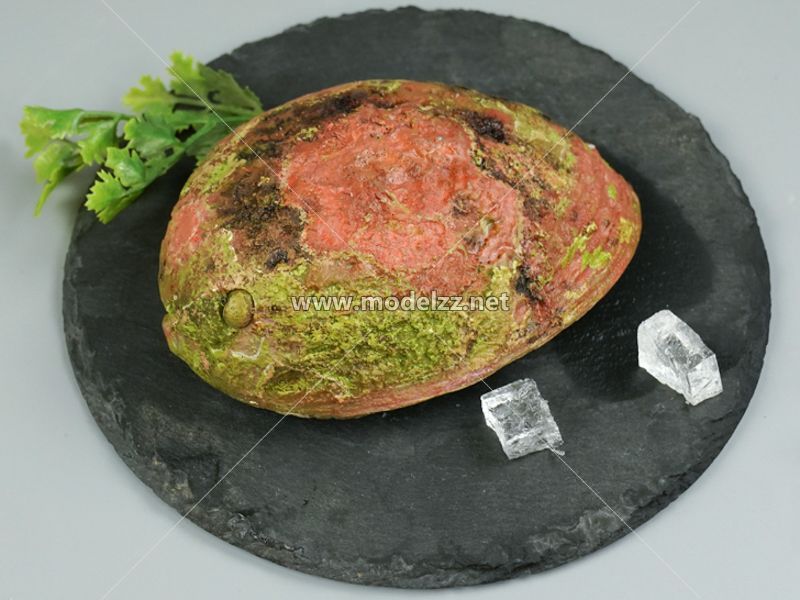 Abalone Plastic Food Models
