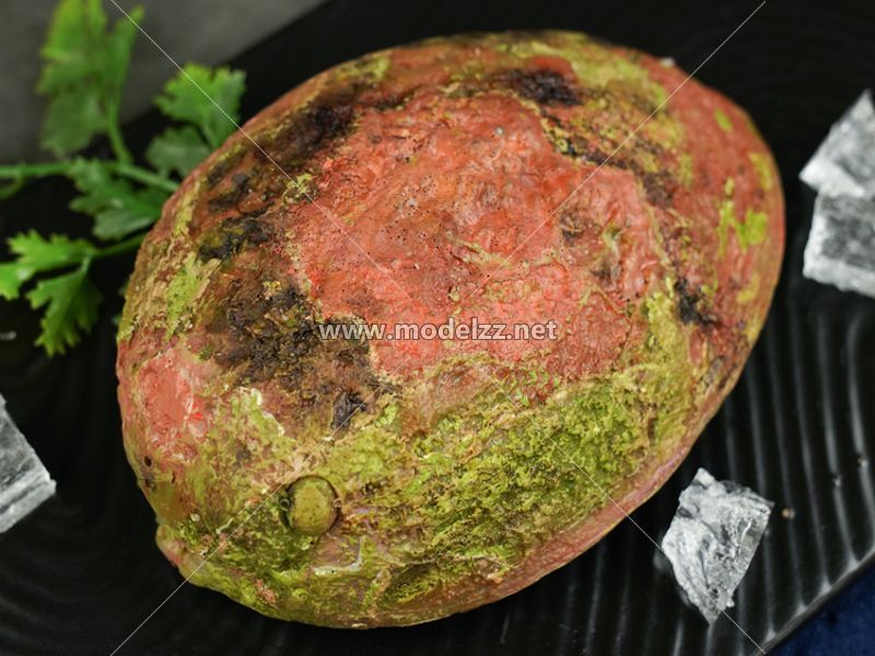 Abalone Plastic Food Models