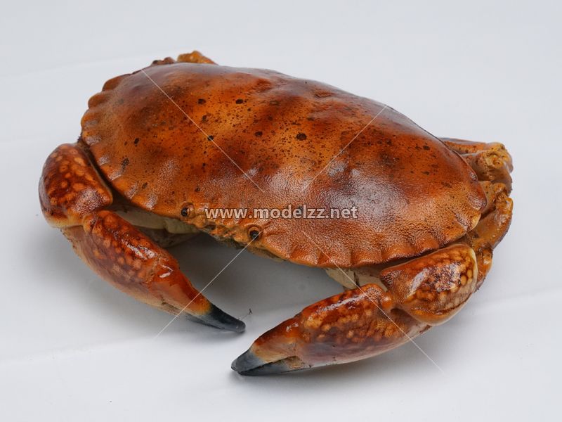 Red Crab Seafood Simulation Food Model