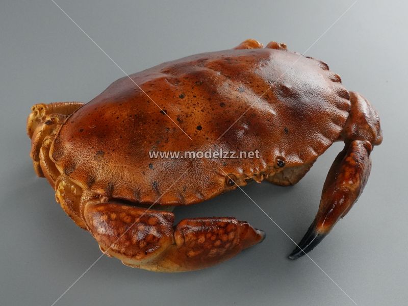Red Crab Seafood Simulation Food Model