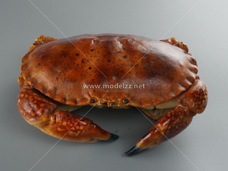Red Crab Seafood Simulation Food Model