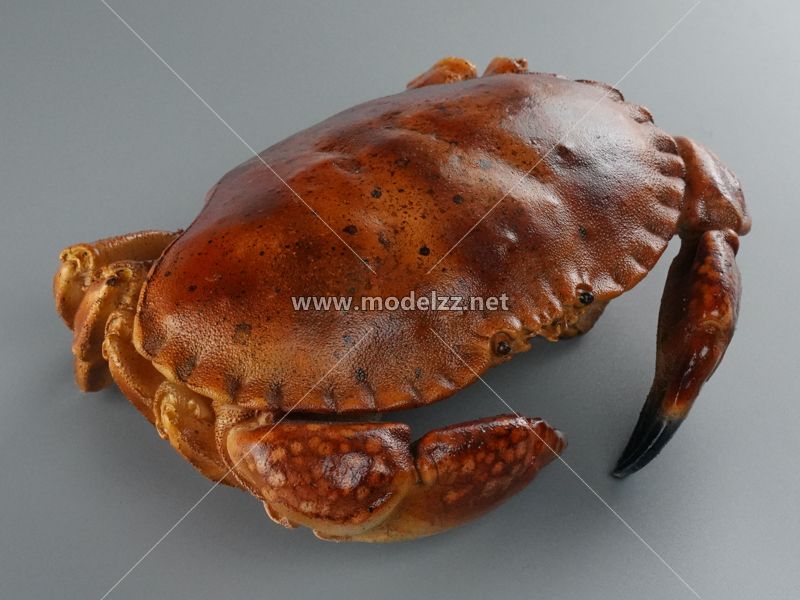 Red Crab Seafood Simulation Food Model