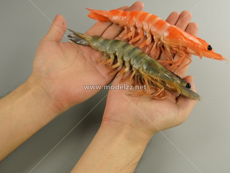 Shrimp Simulation Food Model