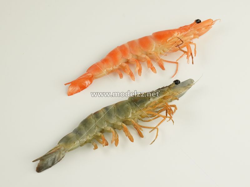 Shrimp Simulation Food Model