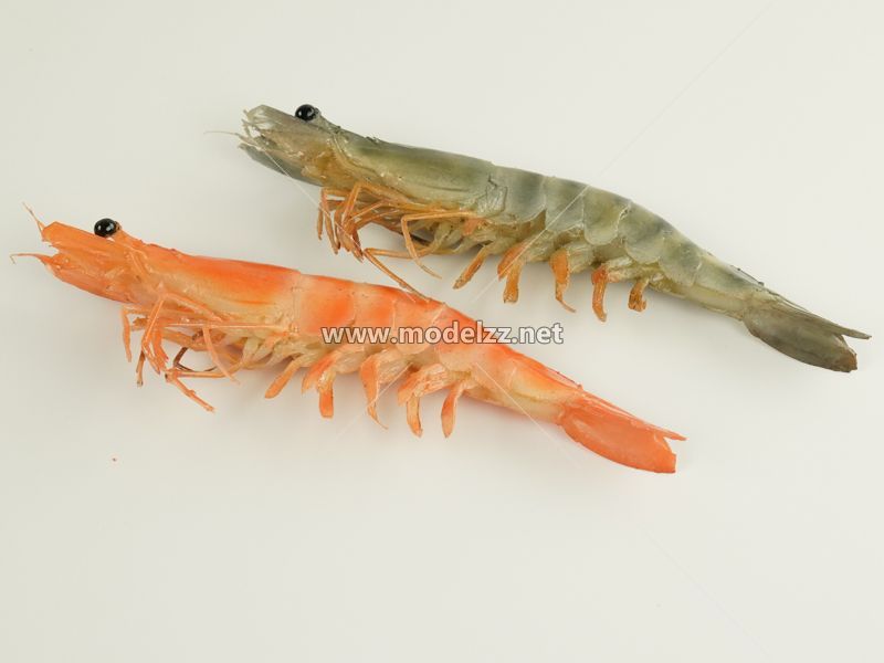 Shrimp Simulation Food Model