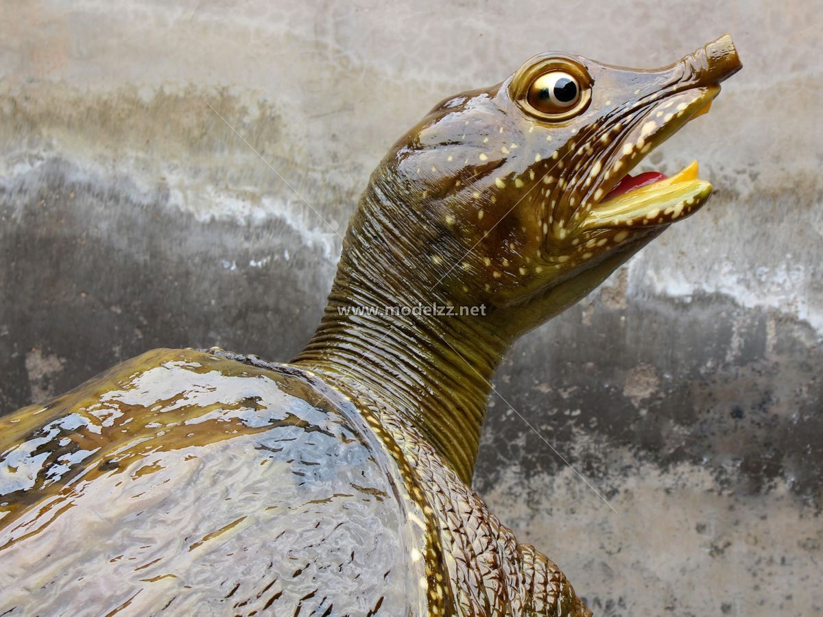 Turtle Animal Sculpture FRP Animal Sculpture