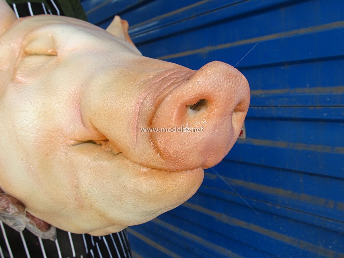 Giant Pig Head Imitation Animal Resin Art